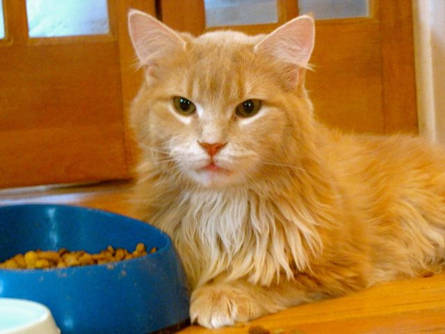 an orange kitten is sitting at his blue food dish